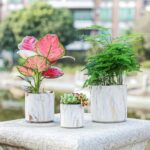 Plant Indoor Decor Ideas